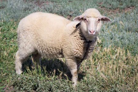White sheep stands at grass pasture breedingの写真素材