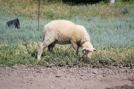 White sheep stands in grass pasture breedingの写真素材