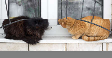 Close up of two black red furry cats sitting on windowの写真素材