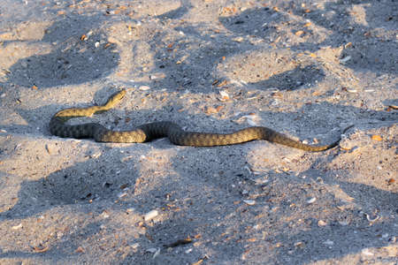Dangerous poisonous snake viper Vipera Renardi on Black sea beachの写真素材