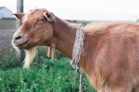 Close-up of adult domestic red goat  smiling at countryside green pastureの写真素材