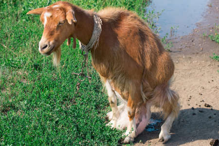 Close-up of adult domestic red goat  at countryside green grass pasture landの写真素材