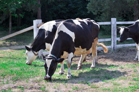 Black white cow walks breeding on farm meadowの写真素材