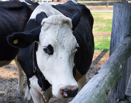 Black white cow walks breeding on farm meadowの写真素材