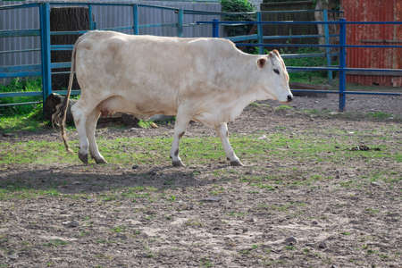 Black white cow walks breeding on farm meadowの写真素材