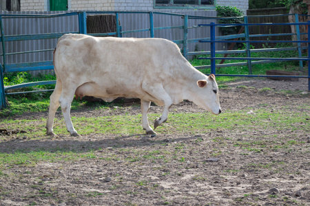 Black white cow walks breeding on farm meadowの写真素材