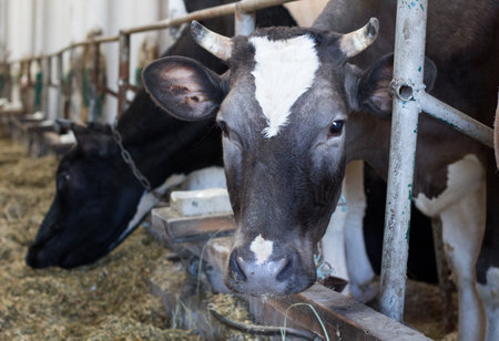 Black white cow walks breeding on farm meadowの写真素材