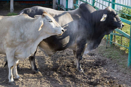 Black white cow walks breeding on farm meadow