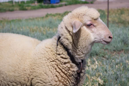Close-up of white sheep profile breeds standing at grass pastureの写真素材