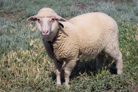 White sheep stands at green pasture breedingの写真素材
