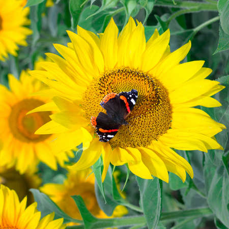 Close-up of colorful red black butterfly on yellow orange bright sunflower on fieldの写真素材