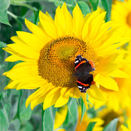 Close-up of colorful red black butterfly on yellow orange bright sunflowers on fieldの写真素材