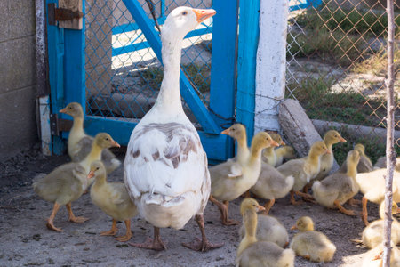 White adult domestic goose female with brood of goslins chicks walk at farmの写真素材