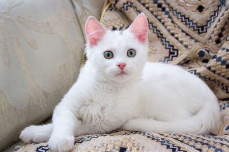 White baby cat with rose ears on pillowの写真素材