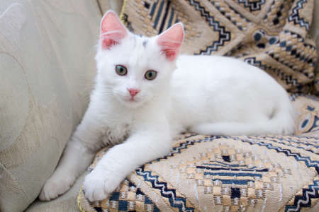 White baby cat with rose ears playing on pillowの写真素材