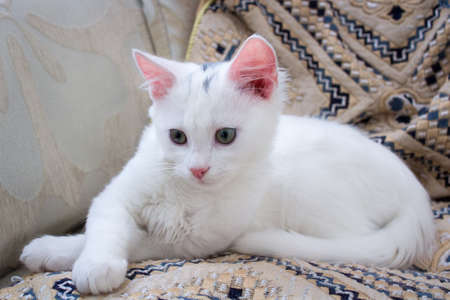 White baby kitten with rose ears on pillowの写真素材