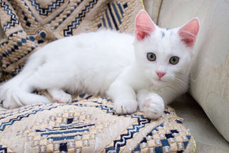 White baby cat kitten with rose ears on pillowの写真素材