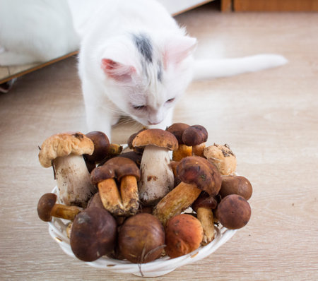 White cat smells and tries fresh mushrooms harvest picked up in forestの写真素材