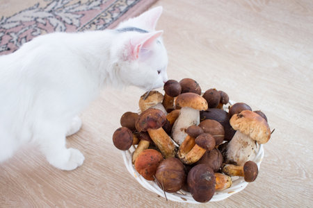 White cat smells and tries fresh mushrooms harvest picked up in forestの写真素材