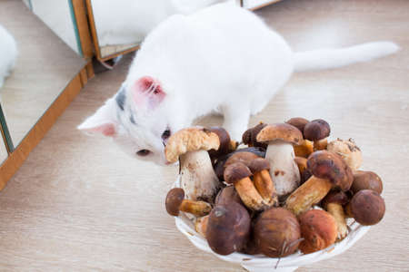 White cat smells and tries fresh mushrooms harvest picked up in forestの写真素材