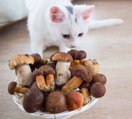 White cat smells and tries fresh mushrooms harvest picked up in forestの写真素材