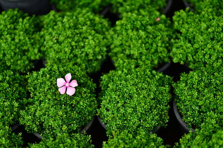 flower in greenの写真素材