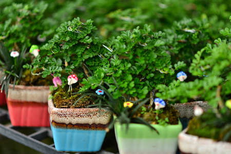 Green plant in potsの写真素材