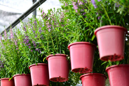 Plant in potsの写真素材