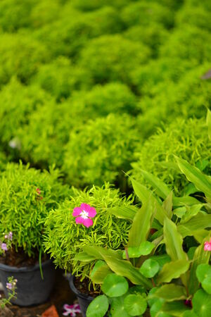 Pink flower in green plantsの写真素材