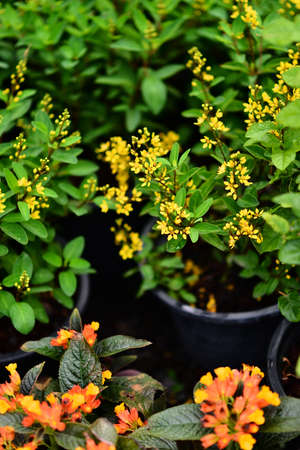 Golden flowers bloomの写真素材