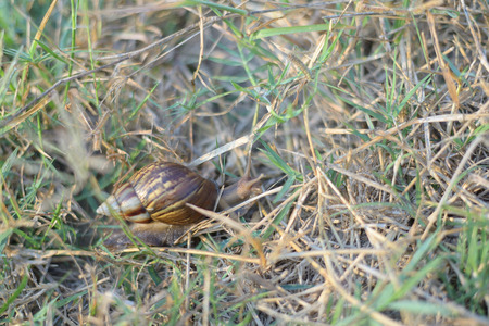 Alone snail walking through dry yardの写真素材
