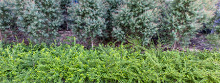 group of green leaves in the garden