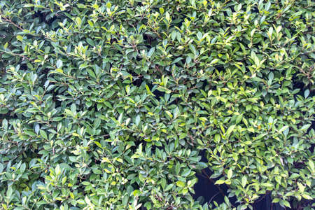Plant background wall, green wall background