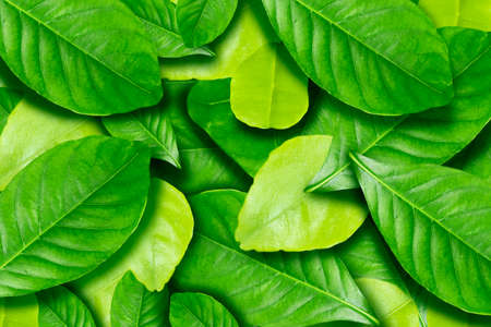 Lots of green leaf background images with leaf shadows.の写真素材