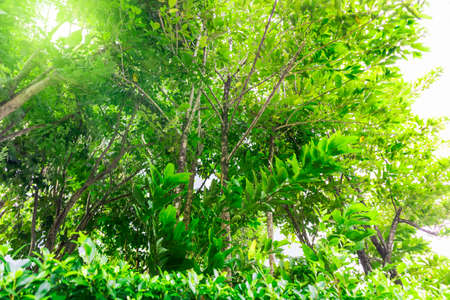 Tree in the garden view looking up,natural tree