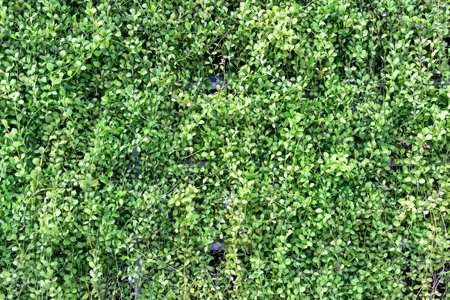 green plant leaf ,group of green leaves