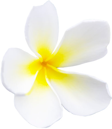 The beauty of white flowers on a white background, isolatedの写真素材