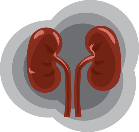 proper kidney function ,medical business ideas, flat design illustrationのイラスト素材