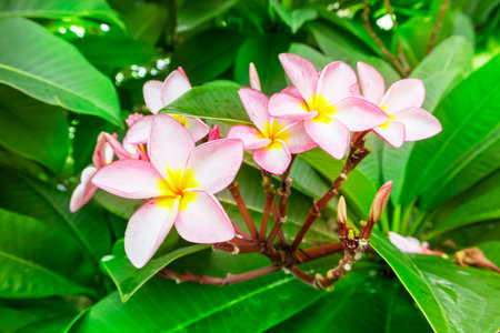 orchid flower,pink flowers on green leaves background,The beauty of flower,Background of natural flowersの写真素材