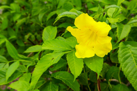 The beauty of yellow flowers,yellow leaves flowers on a green backgroundの写真素材