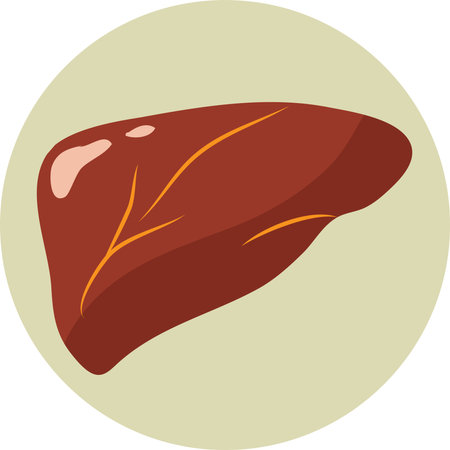 Human liver icon. Medical business concept template. Illustration design of human body organs ,flat designのイラスト素材