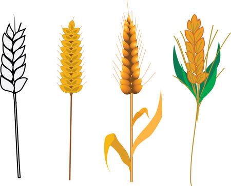 wheat graphics Agricultural business and food production for consumptionのイラスト素材