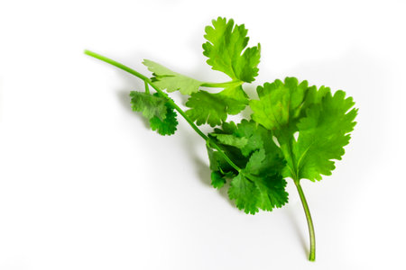 coriander on a white background. ,Asian seasonings are used to add flavor and health.の写真素材