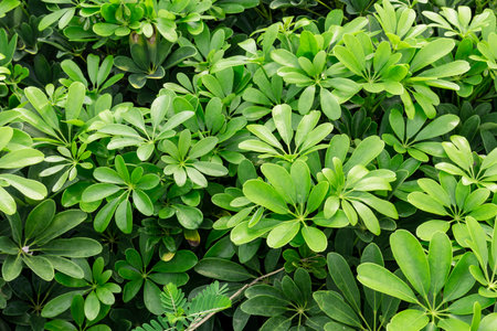The nature of small trees and green leaves in the park