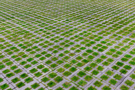 The nature of small grass and square brick paving in the park
