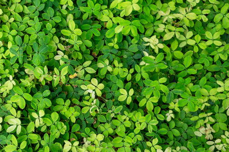 Green leaves background in nature, top view showing small leaves.