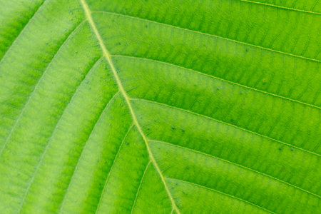 Big leaves of trees in nature, focus view of leaves