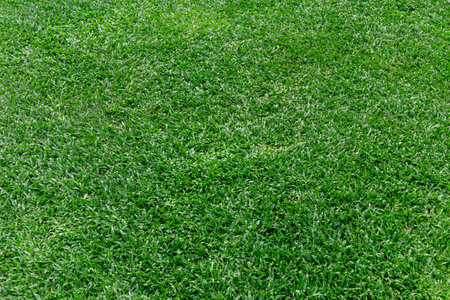 The nature of small grass and green grass in the park