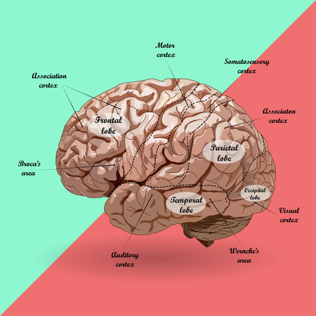 realistic human brain on a blue and ared background . side view. no traceのイラスト素材