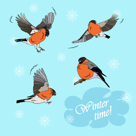 Bullfinches in flight on a blue background. Winter timeのイラスト素材